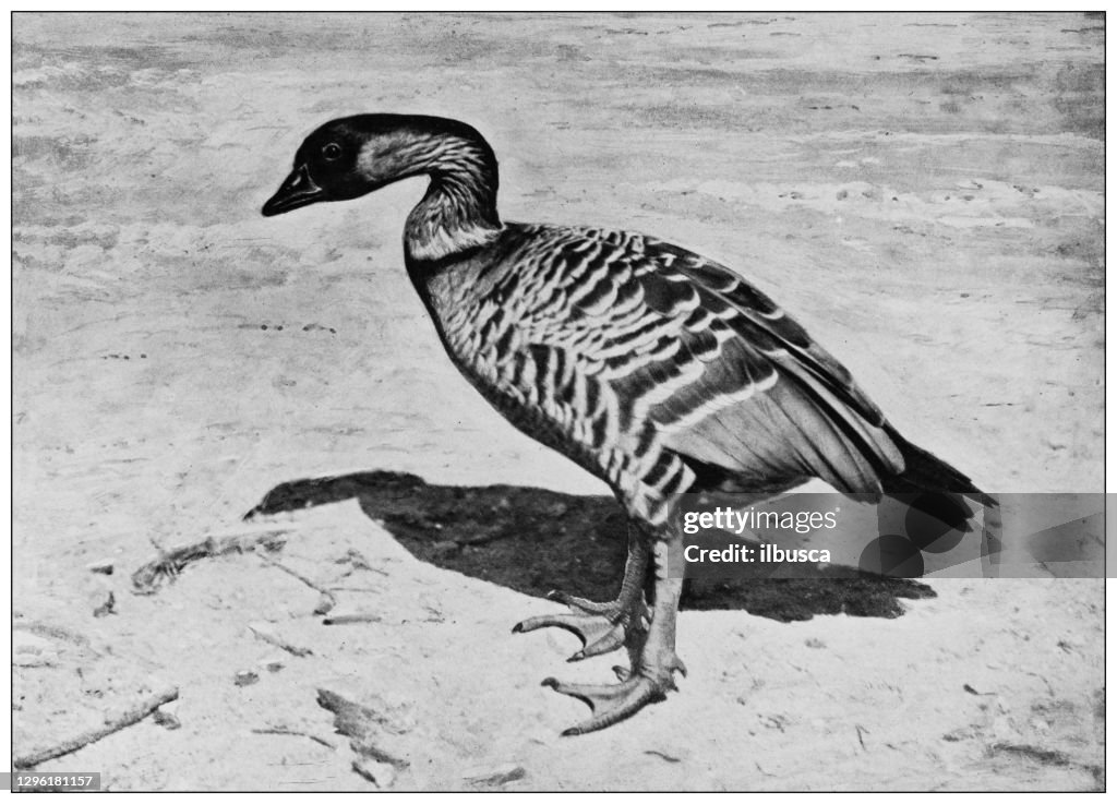 Antique black and white photograph of animals: Pintail