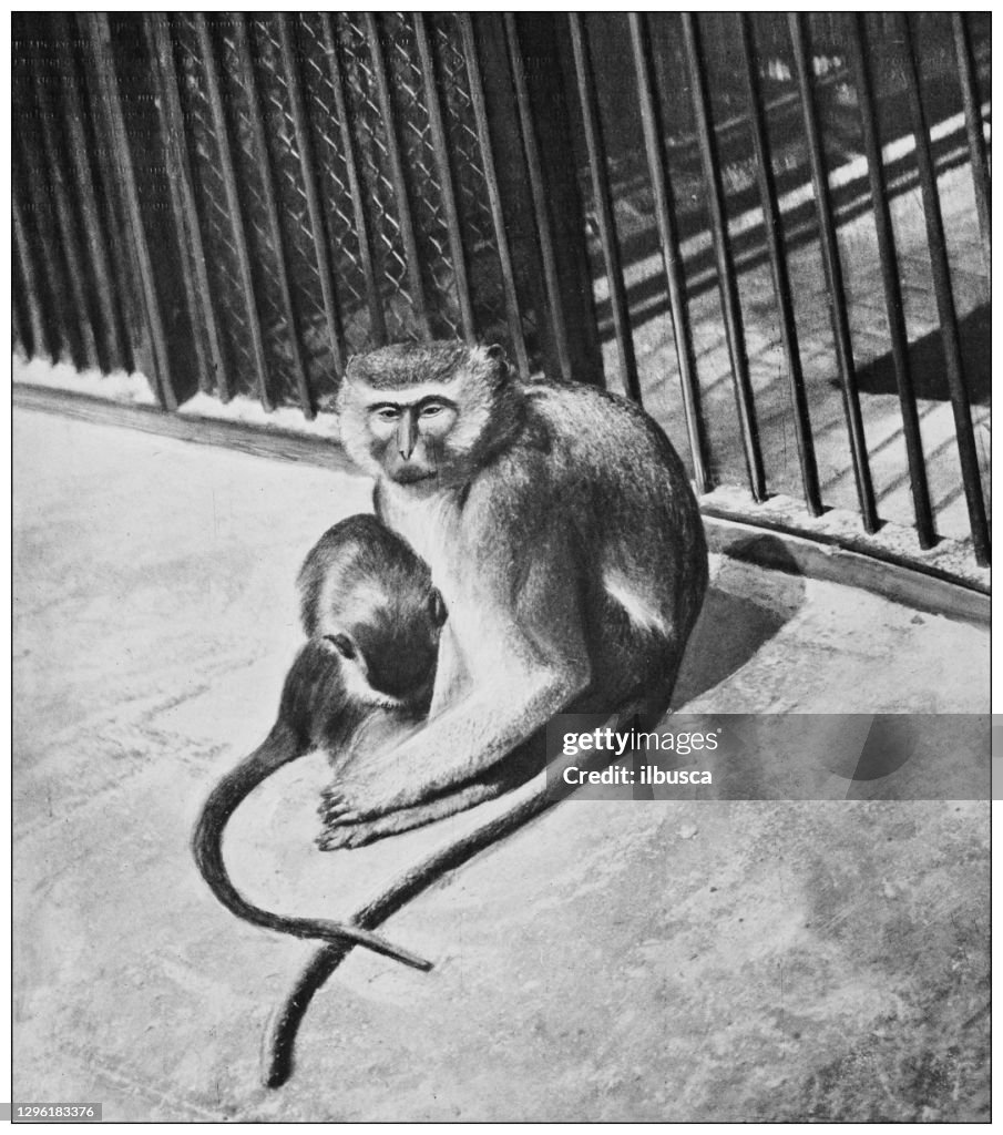 Antique black and white photograph of animals: malbrouck (Chlorocebus cynosuros)