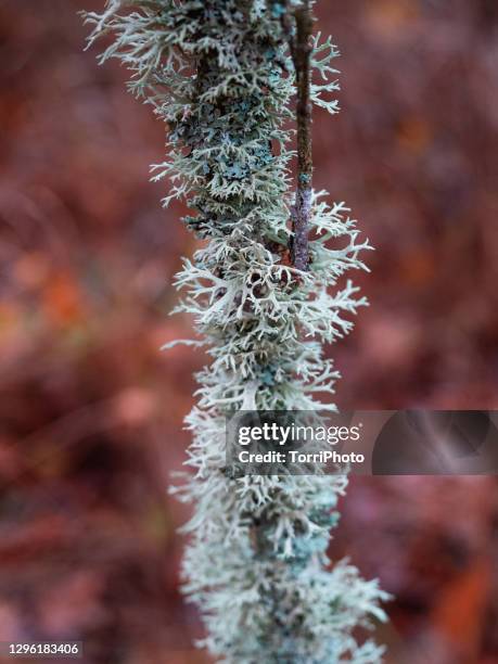 beautiful blue lichen on twig against red autumn background in forest - lichen stock pictures, royalty-free photos & images