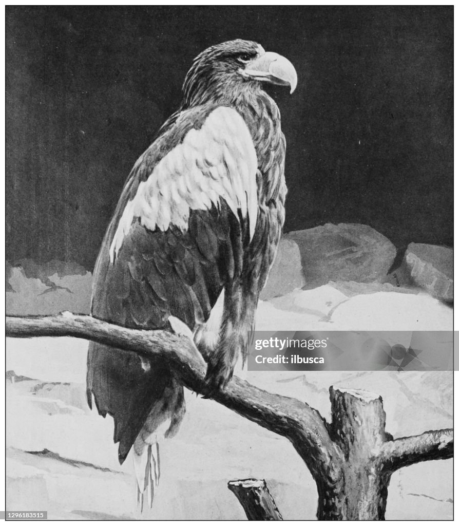 Antique black and white photograph of animals: Steller's sea eagle (Haliaeetus pelagicus)