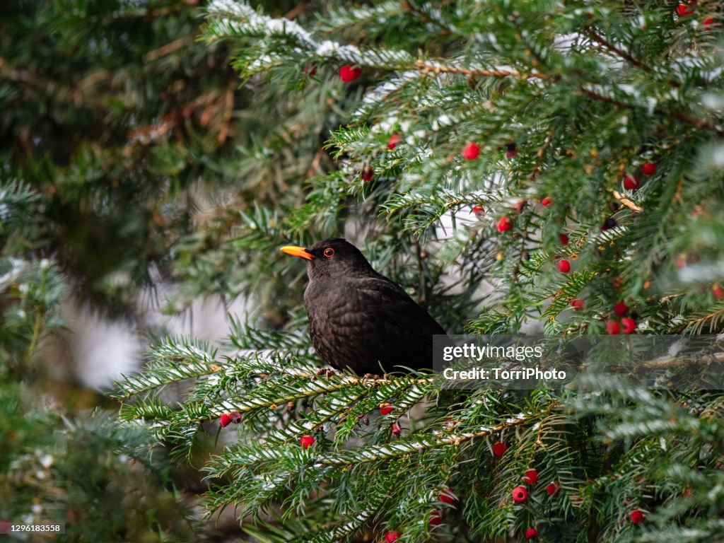 Blackbird perched on yew tree branch