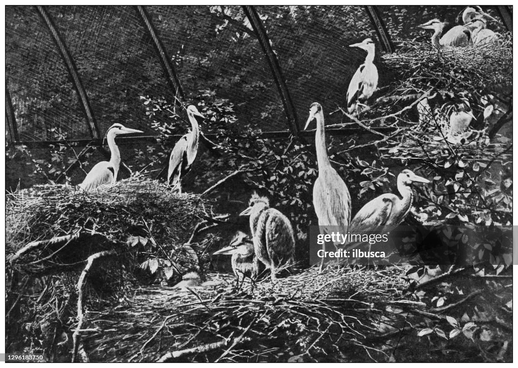 Antique black and white photograph of animals: grey heron (Ardea cinerea)