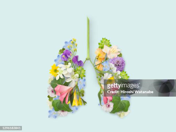 an organ made from a collage of flower petals and leaves. (lung) - human lung stock pictures, royalty-free photos & images