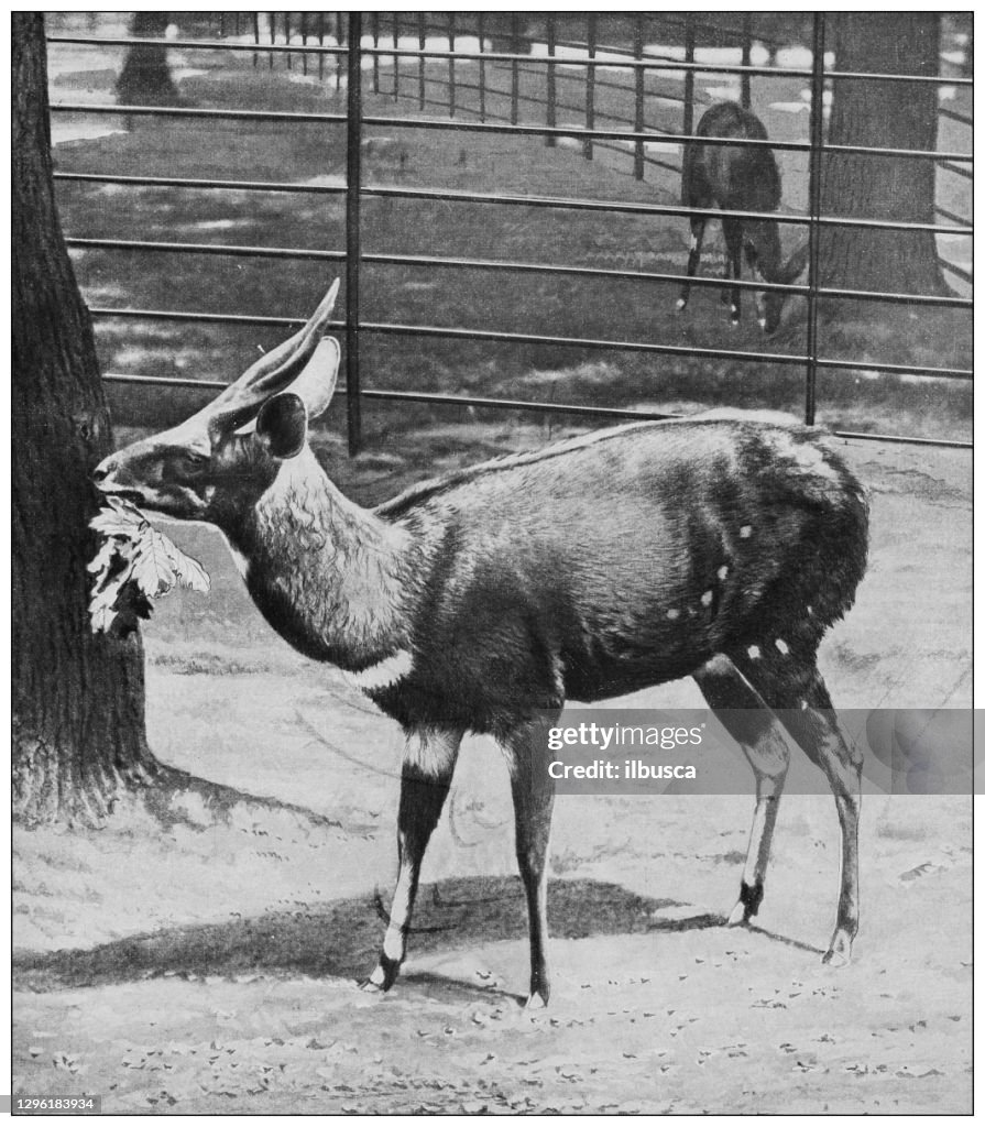 Antique black and white photograph of animals: harnessed bushbuck or kéwel (Tragelaphus scriptus)