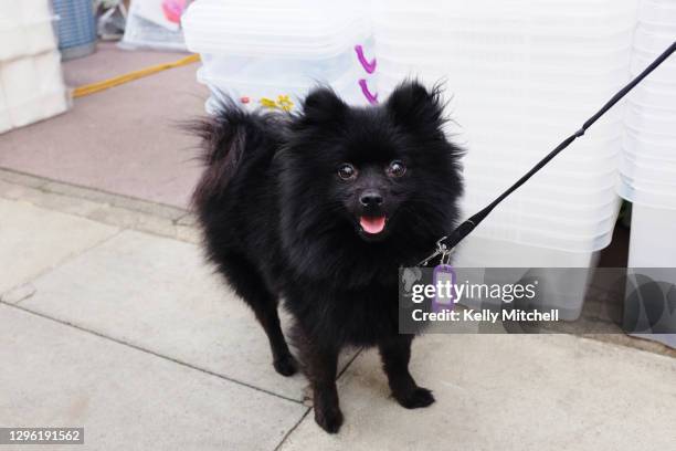 pet black pomeranian dog with dog leash on a dog walk in east london - spitze stock pictures, royalty-free photos & images