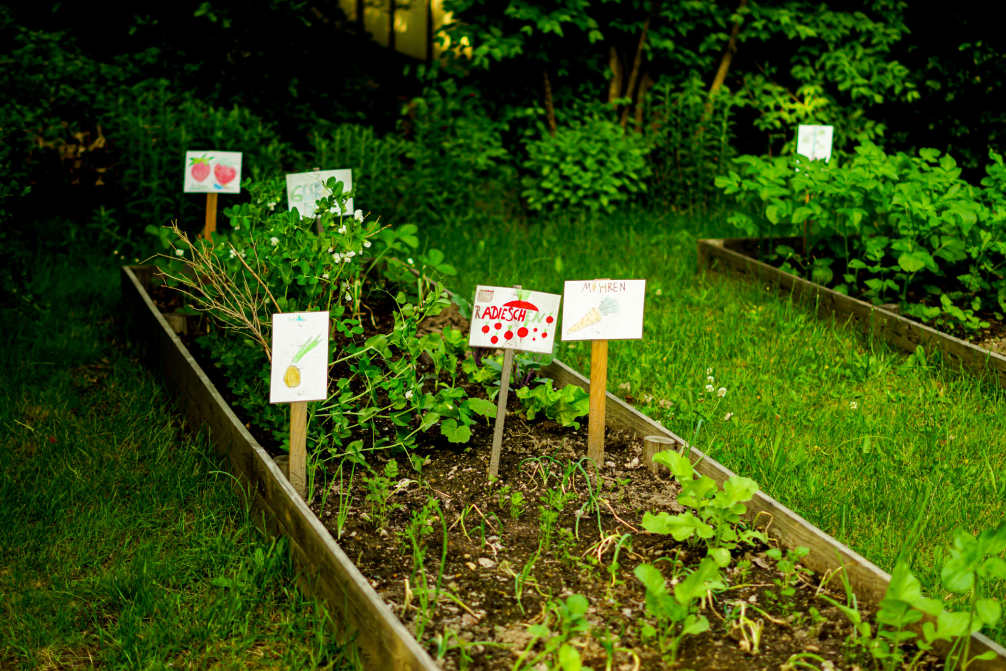 savannah school garden