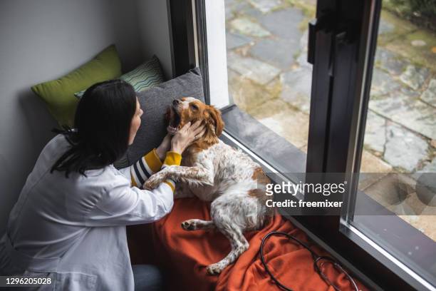 リビングルームと検査犬にうずくまる女性獣医師 - ブリタニースパニエル ストックフォトと画像