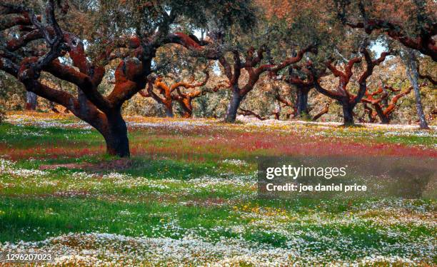 meadow, cork trees, evora, alentejo, portugal - cork tree stock-fotos und bilder