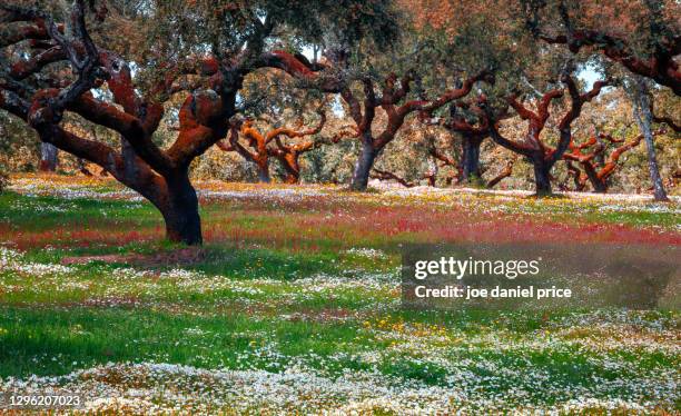 meadow, cork trees, evora, alentejo, portugal - sughero foto e immagini stock