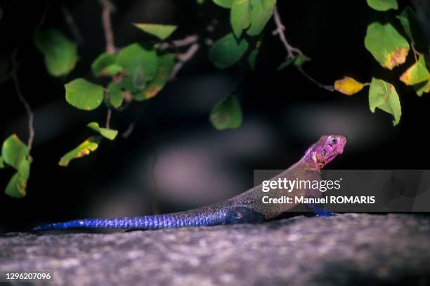 mwanza flat-headed rock agama lizard - flat headed stock pictures, royalty-free photos & images