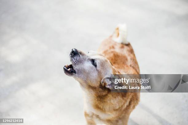 close up of howling dog - dog barking stock pictures, royalty-free photos & images