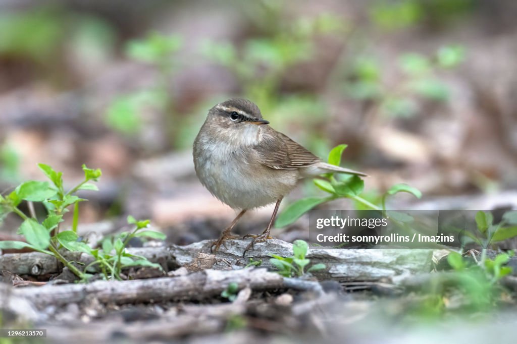 Dusky Warbler