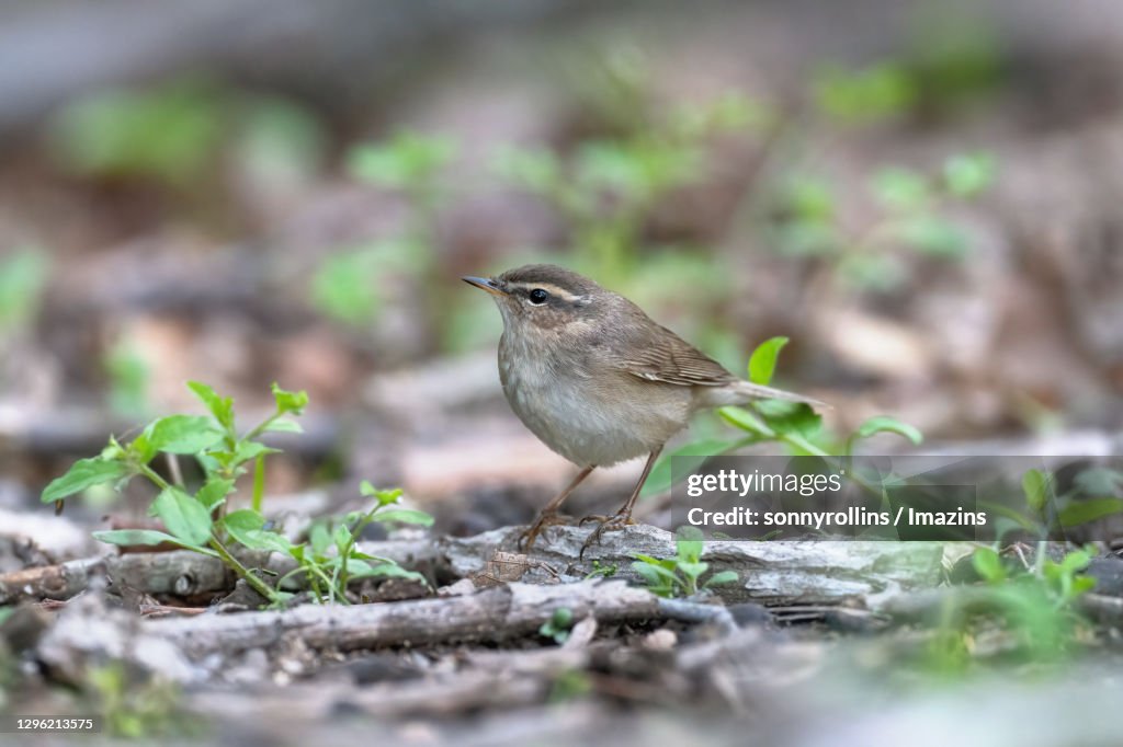 Dusky Warbler