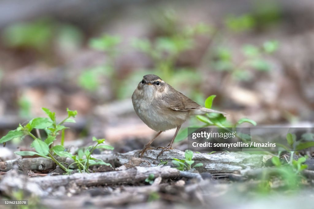 Dusky Warbler