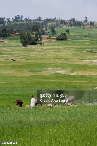 ethiopien female shepherd driving a calte - feldweg grüne wiese kühe stock-fotos und bilder