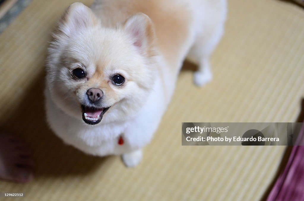 Dog looking up