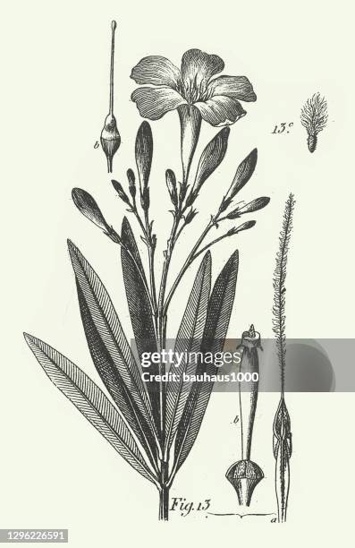 engraved antique, plants of several families which contain toxic compounds, especially of the order polemoniales engraving antique illustration, published 1851 - cayenne powder stock illustrations