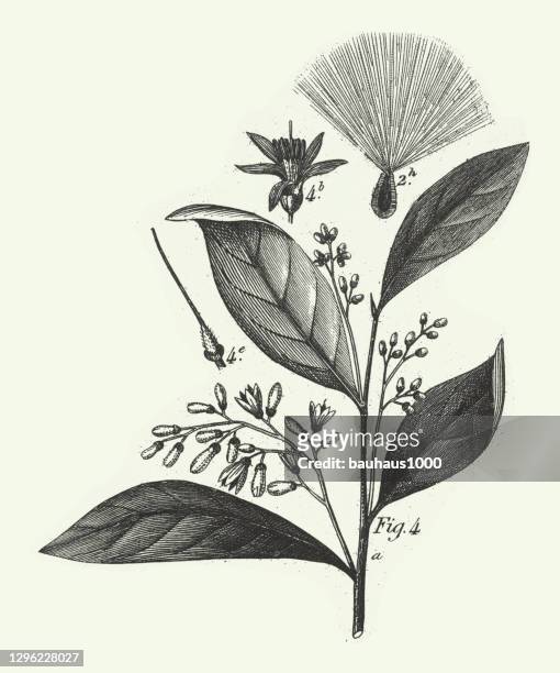 gravierte antik, pflanzen mit einem harzigen oder milchigen sap gravur antike illustration, veröffentlicht 1851 - sap stock-grafiken, -clipart, -cartoons und -symbole