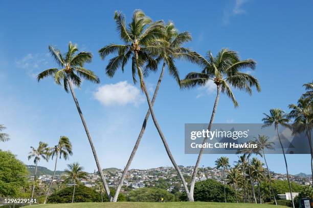 General view is seen as palm trees form a "W" on the 16th green during the Pro-Am Tournament prior to the Sony Open at Waialae Country Club on...