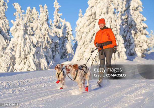 english setters running in the snow, oppland county norway - setter stock pictures, royalty-free photos & images