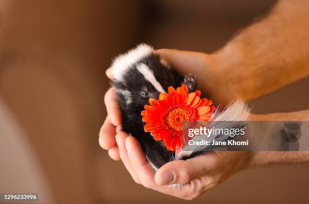 little wild skunk with red gerbera daisy in man's hands - domestic animals stock pictures, royalty-free photos & images