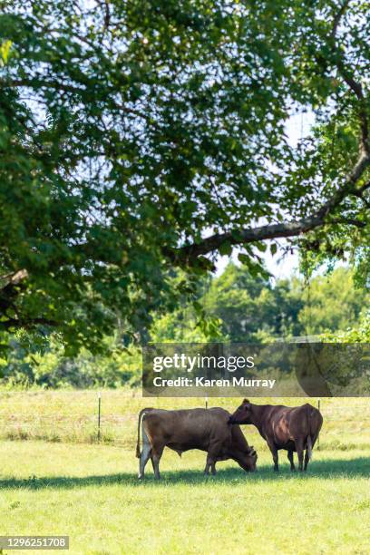 Angus Mating Mating Cows Fotografías e imágenes de stock - Getty Images