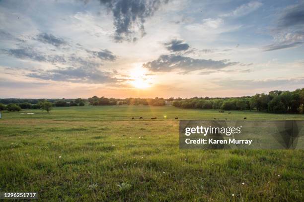 cattle grazing at sunset - ranch stockfoto's en -beelden