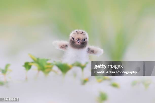tiny common tern chick - tern stock pictures, royalty-free photos & images