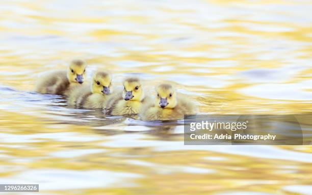 group of goslings - ducks in a row concept stock pictures, royalty-free photos & images