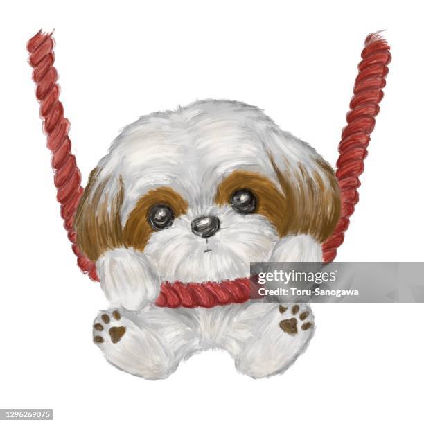 shih tzu on a rope - shih tzu stock illustrations