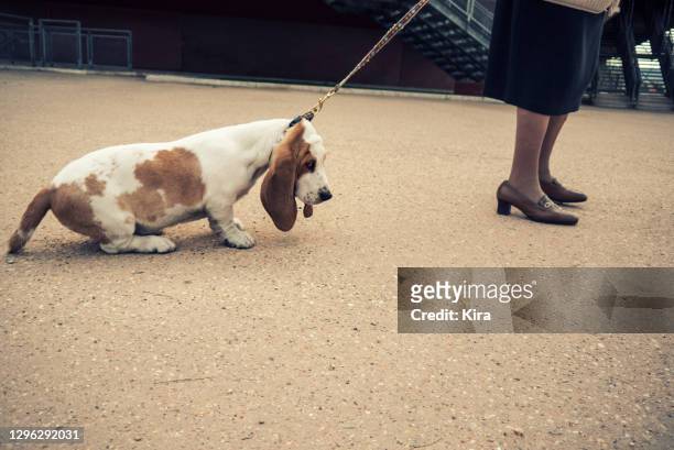 woman standing in street with a stubborn dog - teimoso - fotografias e filmes do acervo
