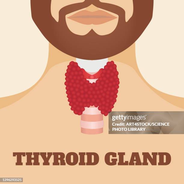 692 Human Endocrine System Illustration High Res Illustrations Getty 692-human-endocrine-system-illustration-high-res-illustrations-getty