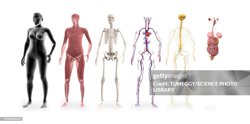 Human System.drawing Complete Human Body Systems Illustration High-Res Vector Graphic - Getty Images