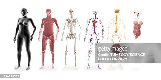 human body systems, illustration - human skeletal system stock illustrations