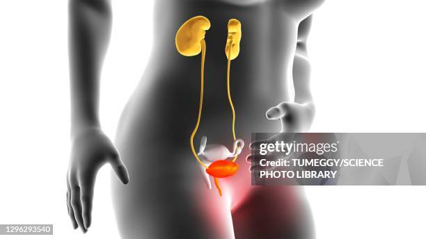 cystitis, conceptual illustration - bladder pain stock illustrations