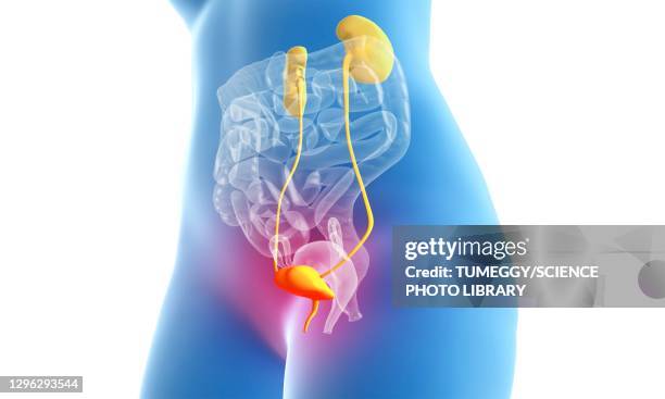 cystitis, conceptual illustration - bladder stock illustrations