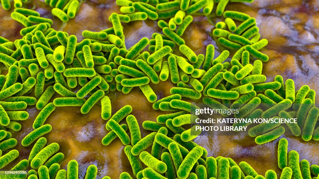 Bacteria, illustration