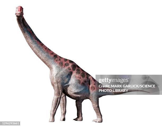 ilustraciones, imágenes clip art, dibujos animados e iconos de stock de artwork of the dinosaur brachiosaurus - jurásico