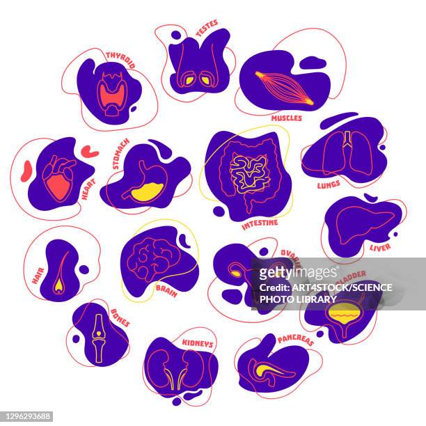 human organs, conceptual illustration - human internal organ stock illustrations
