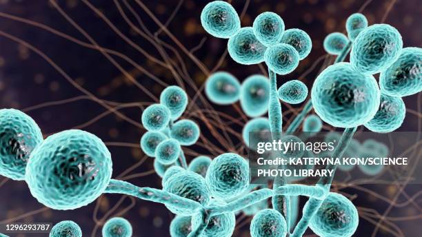 illustrations, cliparts, dessins animés et icônes de candida yeast and hyphae stages, illustration - commensalisme