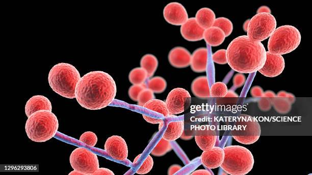 illustrations, cliparts, dessins animés et icônes de candida yeast and hyphae stages, illustration - commensalisme