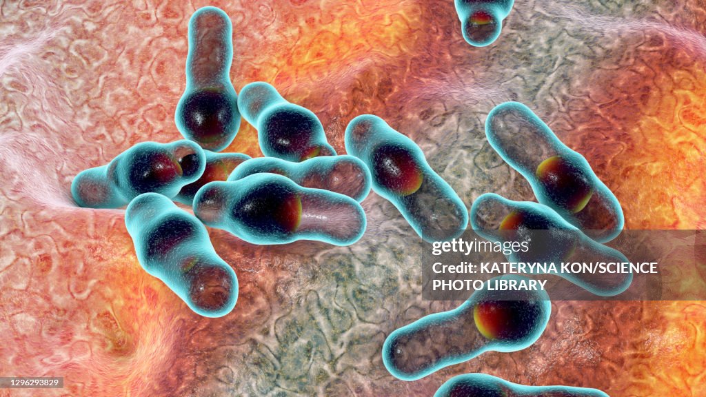 Clostridium bacteria, illustration