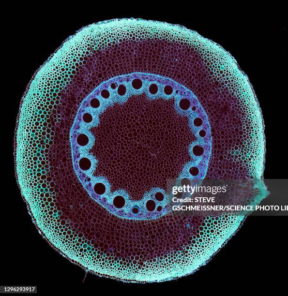 183 Microscope Grass Stock Photos, High-Res Pictures, and Images ...