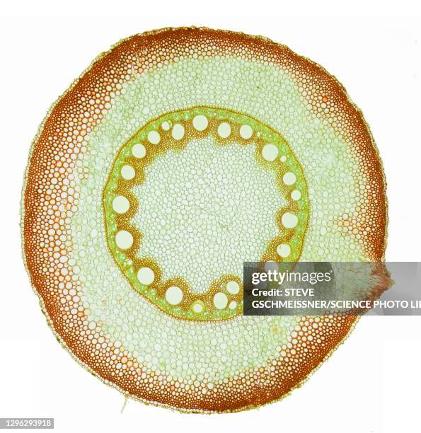 maize root, lm - parenchyma stock pictures, royalty-free photos & images