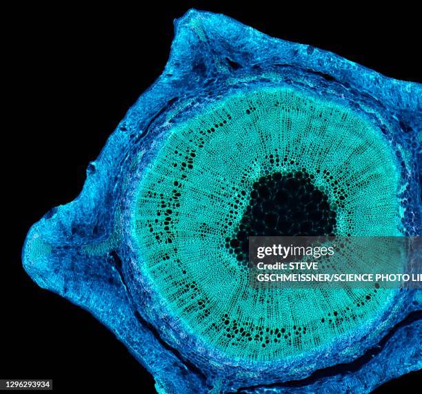 broom stem, lm - micrografía científica fotografías e imágenes de stock