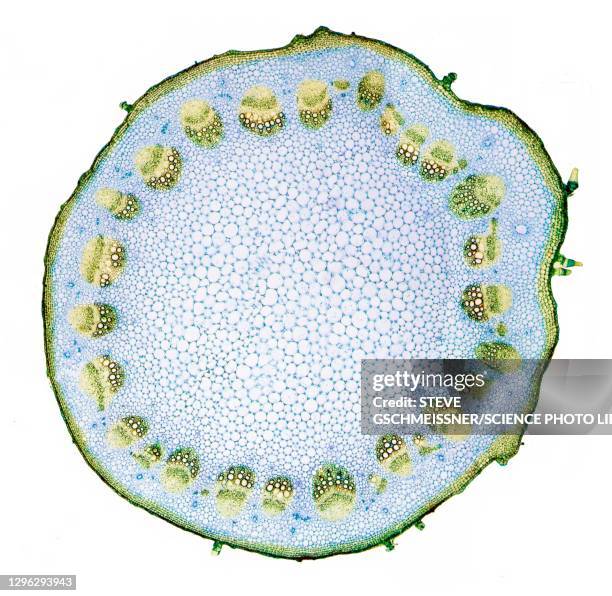 helianthus stem, lm - xilema imagens e fotografias de stock