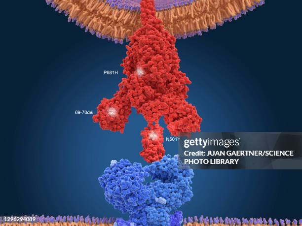 555点の受容体イラスト素材 Getty Images 555点の受容体イラスト素材 Getty Images
