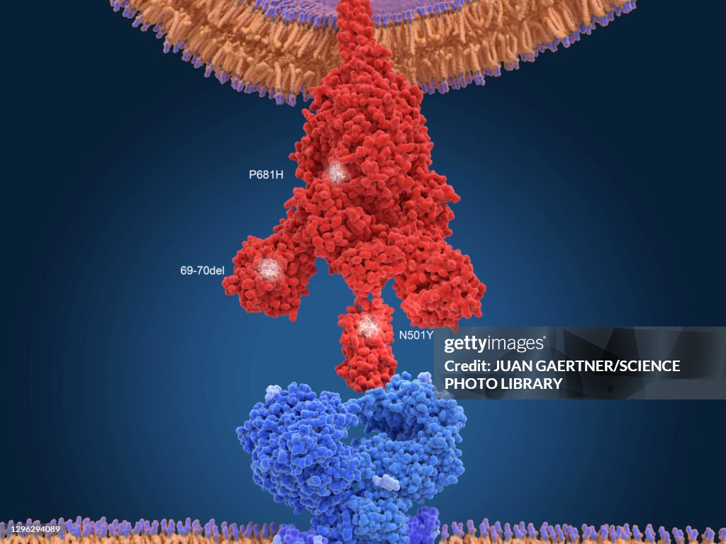 Covid-19 variant B117, illustration