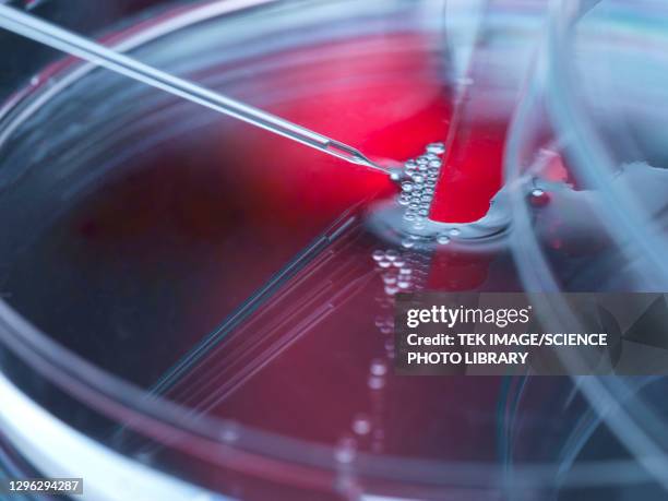 cell research - stem cell growth stock pictures, royalty-free photos & images