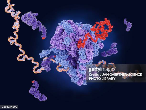 protein synthesis, illustration - ribosome stock illustrations
